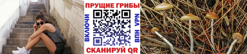 Галлюциногенные грибы GOLDEN TEACHER  закладки  Зуевка 